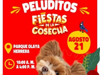 Gobierno de la ciudad invita a todos los ciudadanos a acudir con sus mascotas al festival de peluditos 