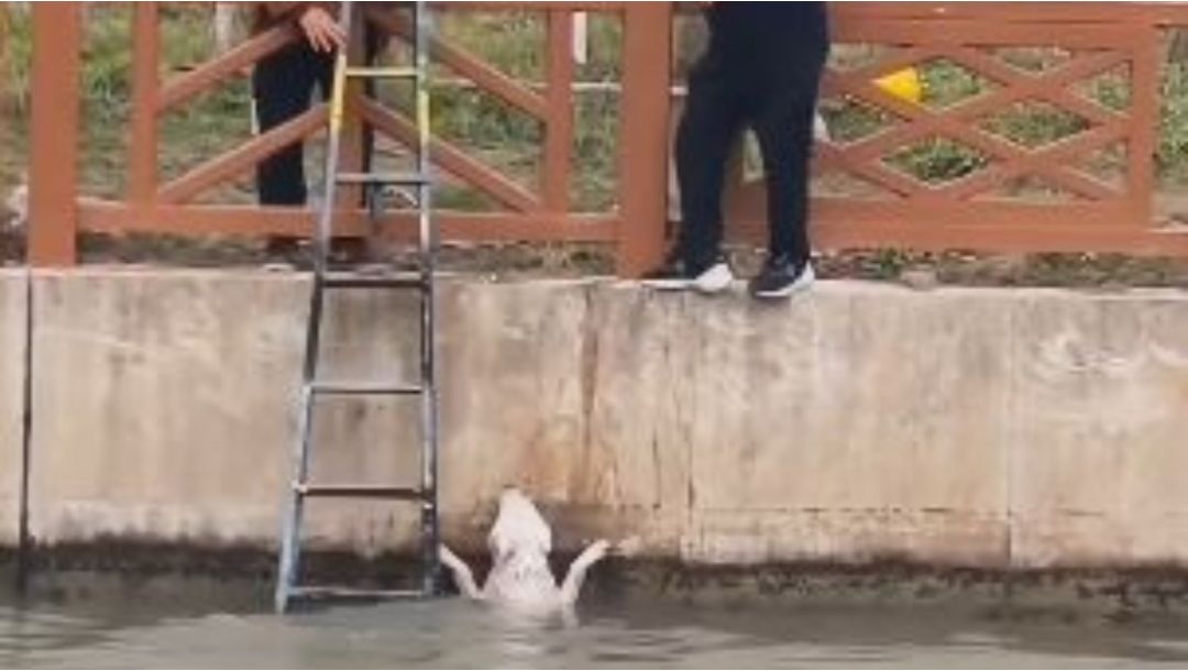 Imagen de Rescate conmovedor: perro al borde de la muerte es salvado de las aguas heladas
