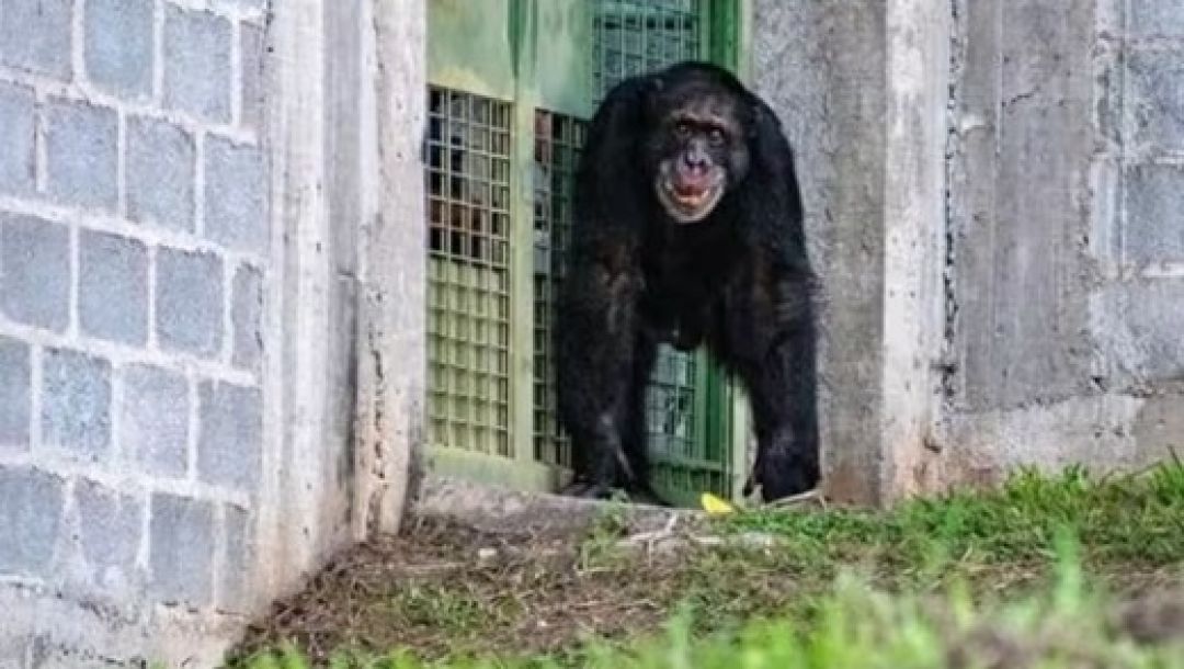 Imagen de Yoko inicia nueva vida en santuario de Brasil tras años de cautiverio