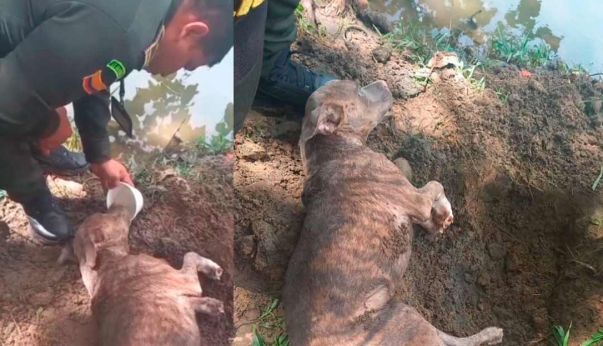 Policía rescata a un perro enterrado vivo en un acto de crueldad en Neiva