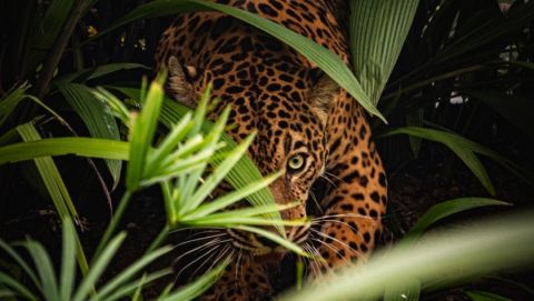 Milagros, la jaguar 