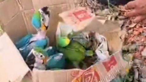 Capturado hombre que transportaba 27 loros silvestres en vía de Cundinamarca