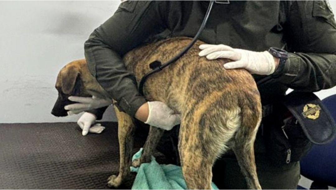 Imagen de Judicializado hombre que lesionó a un canino en Montecristo, Bolívar