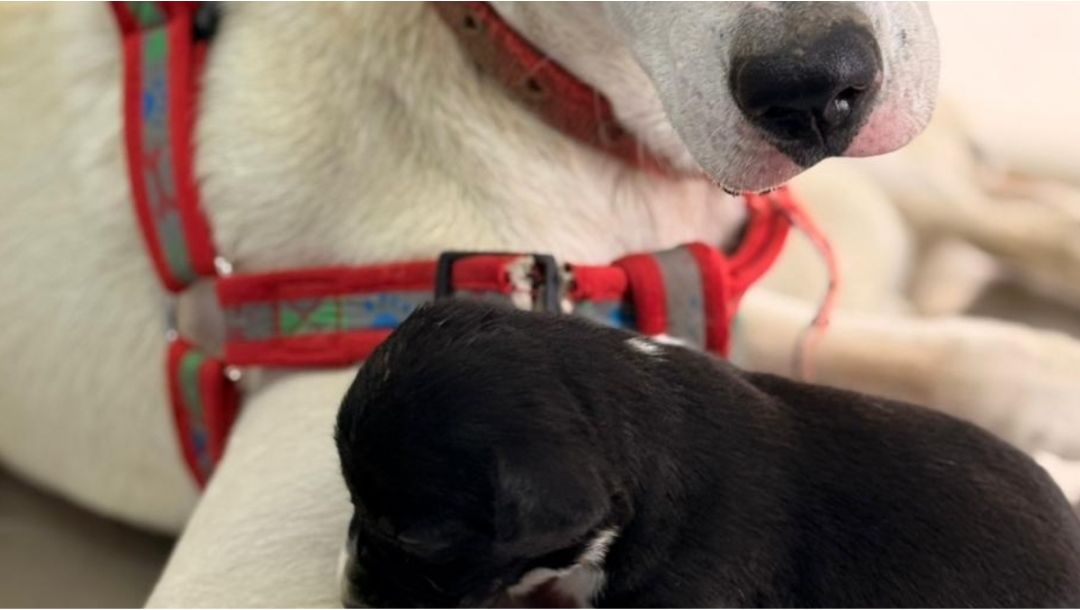 Imagen de Manchas, la perrita valiente que subió la montaña cargando vida