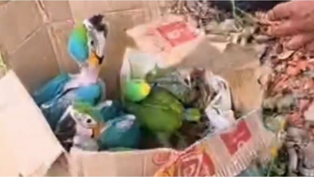 Imagen de Capturado hombre que transportaba 27 loros silvestres en vía de Cundinamarca