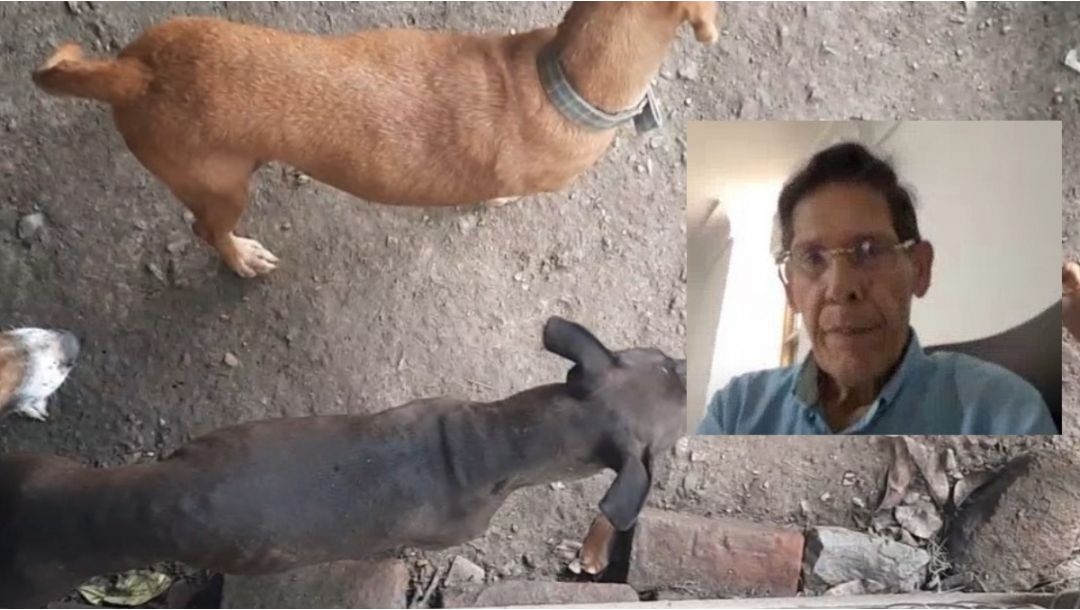 Imagen de Crueldad en Cali: rescatan 14 perros desnutridos y enfermos de una vivienda
