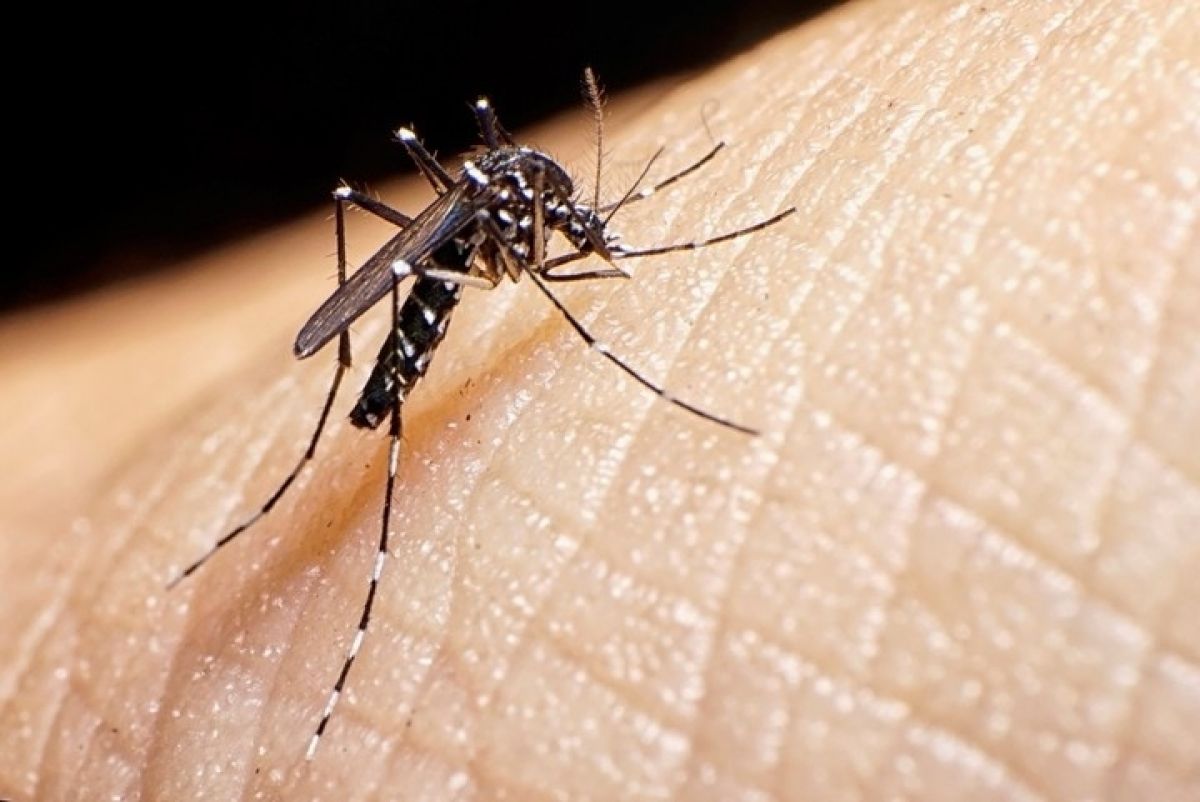 Pereira se mantiene en alerta amarilla por brote de dengue