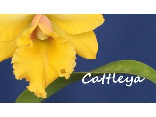 Creando los colores... Cattleya Parte 11