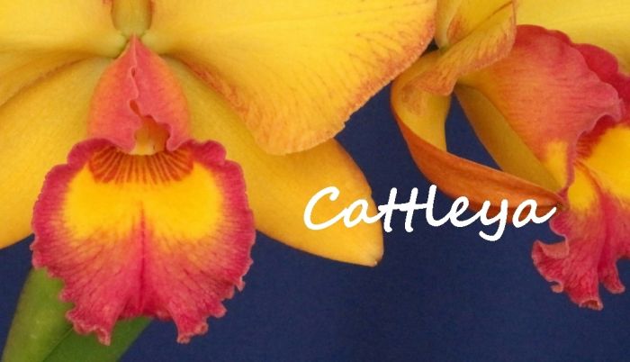 Creando los colores... Cattleya Parte 6
