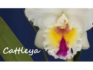 Creando los colores... Cattleya Parte 8