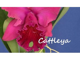 Creando los colores... Cattleya Parte 9